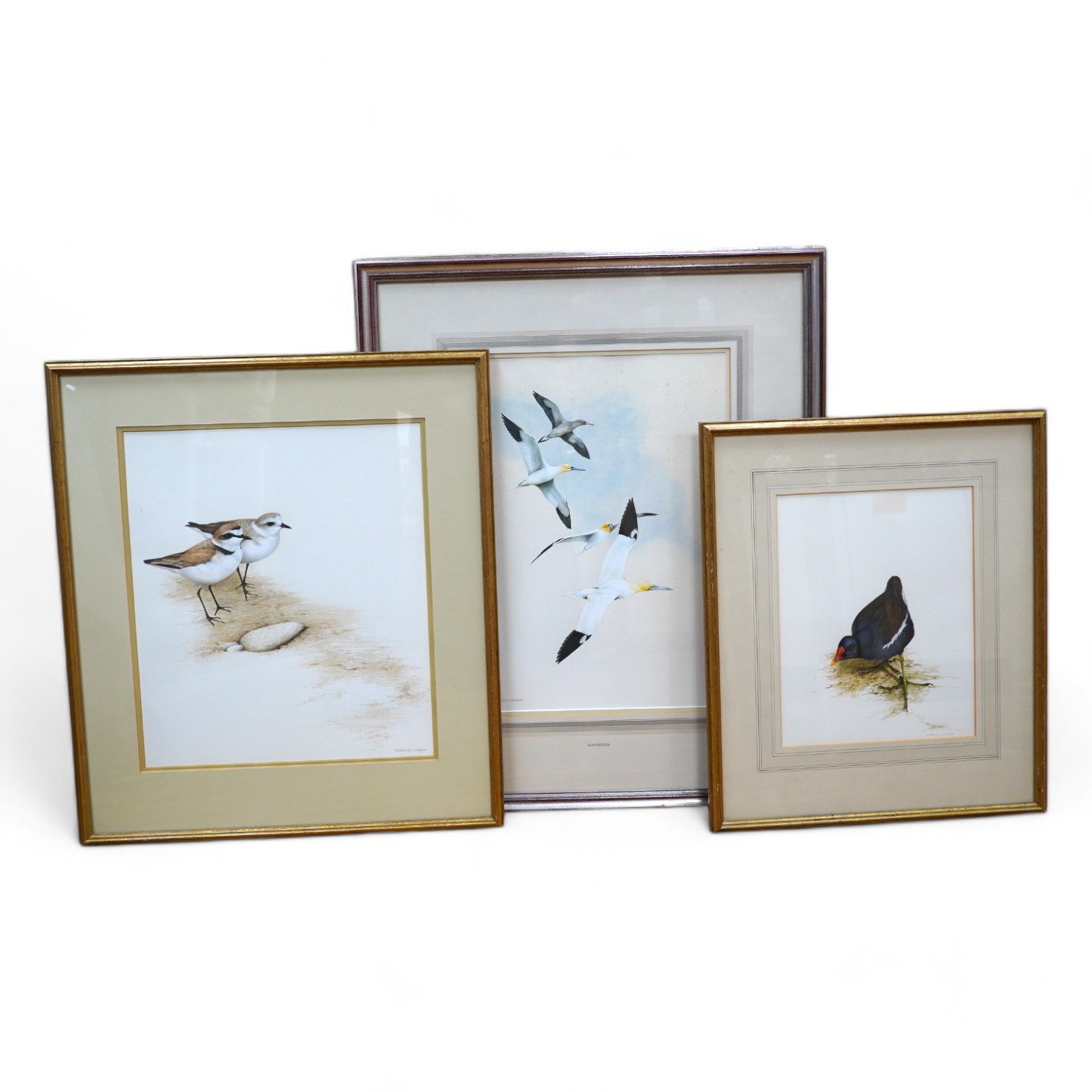 Terence Lambert (b. 1951), three watercolours, Birds including ‘Moor Hen’ and ‘Gannets in Flight’, each signed, gallery labels verso, largest 42 x 30cm. Condition - poor to fair, one foxed throughout